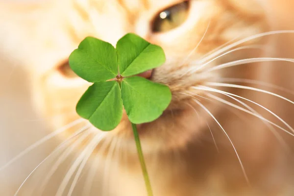 美丽的橙色肥猫嗅着幸运的四叶草 寻找幸运猫或特殊猫的概念 — 图库照片