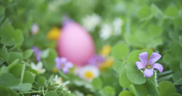 Se concentrant lentement sur l'œuf de Pâques caché dans le jardin plein de fleurs 