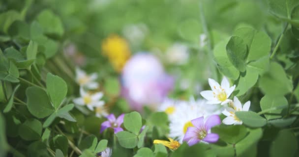 ゆっくりと庭の花でいっぱい隠されたイースターエッグに焦点を当てる — ストック動画