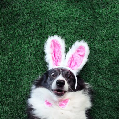 Pembe tavşan kulaklı mutlu köpek çimlerin üzerinde yatıyor.
