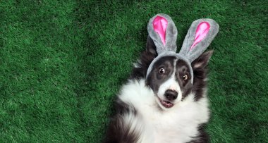 Tavşan kulaklı mutlu köpek çimlerin üzerinde yatıyor.