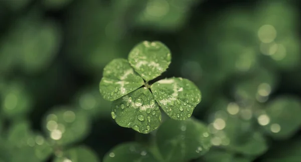 Good luck four leaf clover standing out from a field of clovers. Unique, rare, or special individual concept.