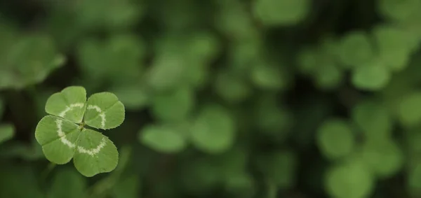 Succes Met Klavertje Vier Dat Opvalt Uit Een Klaverveld Uniek — Stockfoto