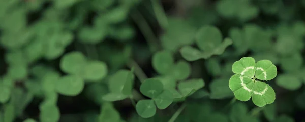 Şanslar Yonca Tarlasından Çıkmış Dört Yapraklı Yonca Eşsiz Nadir Veya — Stok fotoğraf