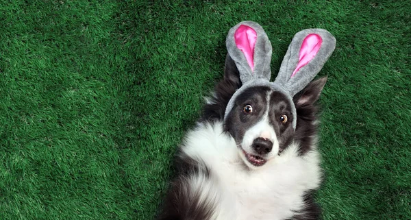 Happy dog with bunny ears laying on grass