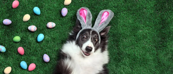 Chien Heureux Aux Oreilles Lapin Entouré Œufs Pâques — Photo