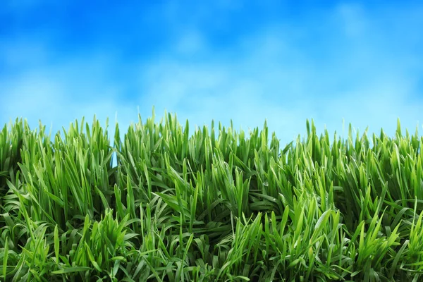 Grama Verde Fresca Com Céu Azul Brilhante — Fotografia de Stock