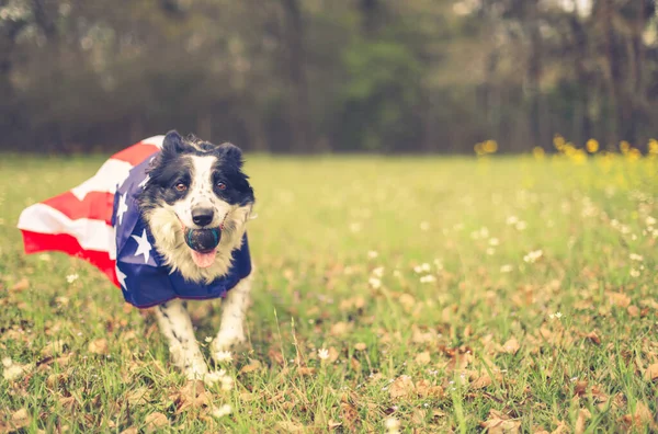 Running Border Collie Dog Playing Ball Wearing American Flag Cape — Stock Photo, Image