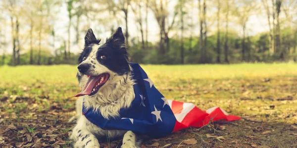 Panting border collie dog outside wearing an american flag cape