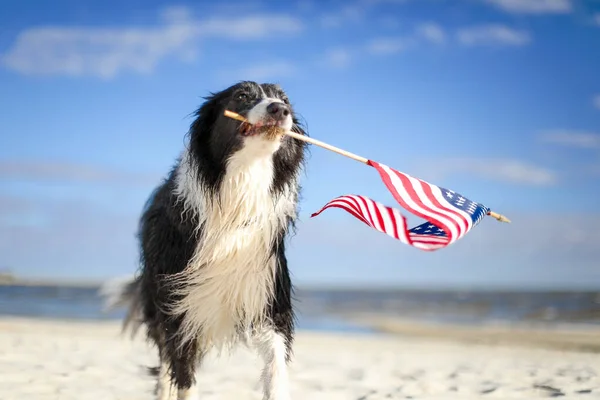Cane Collie Confine Patriottico Che Corre Lungo Spiaggia Portando Bandiera — Foto Stock