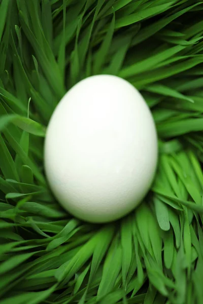 一片空白的复活节彩蛋藏在草丛中 — 图库照片