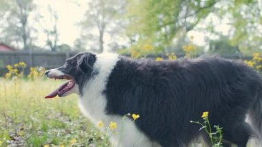 Border collie köpeği oynuyor, ısırıyor ve ağaçtan sarkan oyuncak bir topu sallıyor..