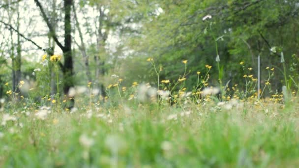 Patriotique Frontière Collie Chien Courir Extérieur Travers Les Fleurs Tout — Video