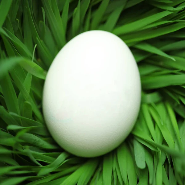 Single blank Easter egg hidden in grass