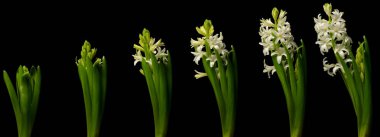 Beyaz sümbül zaman atlamalı