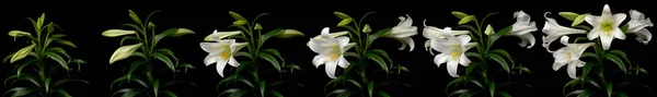 White Lily Time Lapse — Stock Photo, Image