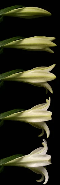 White Lily Time Lapse — Stock Photo, Image