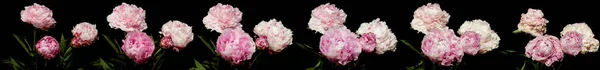 Peonia Time Lapse — Foto Stock