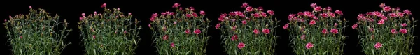 Różowy Goździk Time Lapse — Zdjęcie stockowe