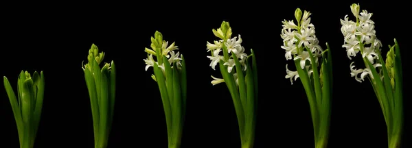Vit hyacint tidsfördröjning Stockfoto