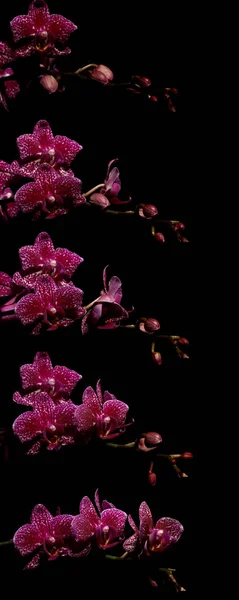 Roze vlinder orchidee Time-lapse serie — Stockfoto