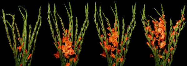 Gladiolus Time-lapse Series — Stock Photo, Image