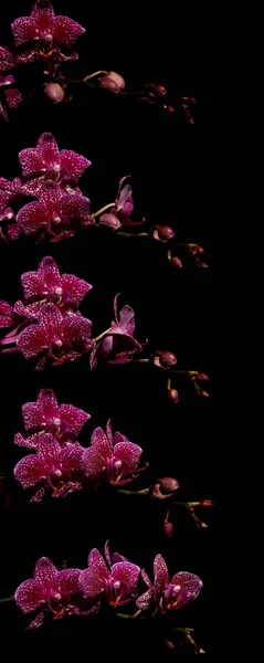핑크 나 방 난초 시간 경과 시리즈 로열티 프리 스톡 사진