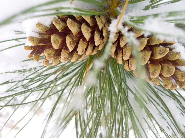 Conos de pino de invierno Imágenes De Stock Sin Royalties Gratis