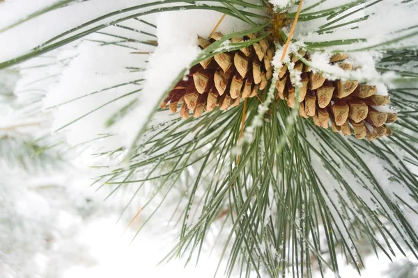 Conos de pino de invierno Imagen De Stock