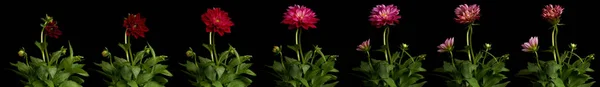 Dahlia Time-lapse serien Stockfoto