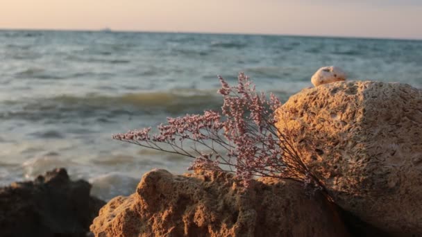 Schoonheid Van Dageraad Romantiek Van Zonsondergang Video Voor Ontspanning Meditatie — Stockvideo