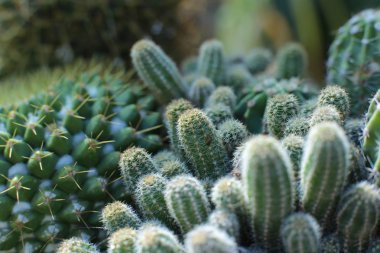 Dikenli çiçeklerin çiçekli güzelliği. Güzel kaktüs çiçekleri.