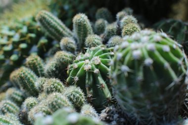 Dikenli çiçeklerin çiçekli güzelliği. Güzel kaktüs çiçekleri.