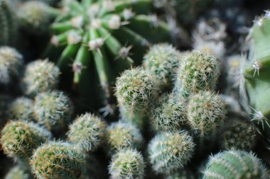 Dikenli bitkilerin çiçekli güzelliği güzel kaktüs çiçekleri.