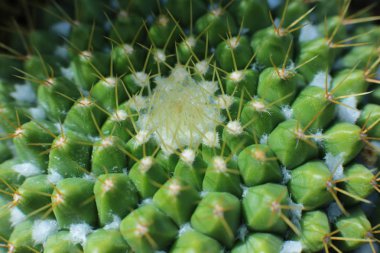 Dikenli bitkilerin çiçekli güzelliği güzel kaktüs çiçekleri.