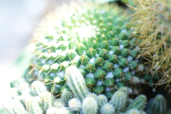 Beleza Floral Planta Flores Com Espinhos Bela Vista Macro Cactos — Fotografia de Stock