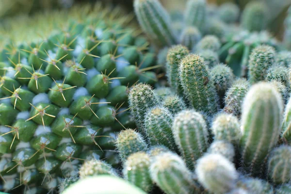 Plant Floral Beauty Flowers Thorns Beautiful Cacti Macro View Flowers — Stock Photo, Image