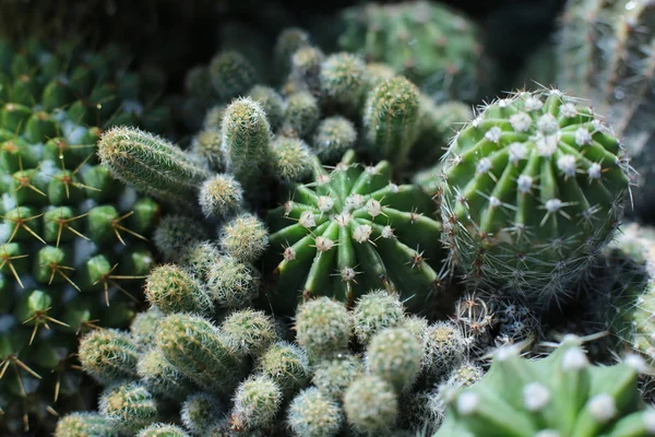 Planta Belleza Floral Flores Con Espinas Hermosas Cactus Macro Vista — Foto de Stock