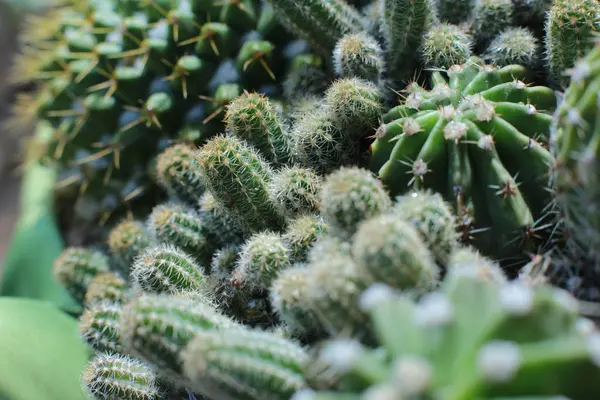 Plante Fleurie Beauté Des Fleurs Aux Épines Beaux Cactus Macro — Photo