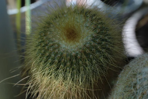 Pianta Bellezza Floreale Fiori Con Spine Cactus Bella Macro Vista — Foto Stock