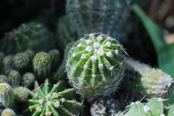 Belleza Floral Las Plantas Con Espinas Hermoso Cactus Macro Vista —  Fotos de Stock