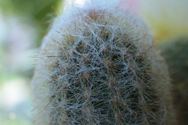 Blomsterskjønnhet Hos Planter Med Torner Vakker Kaktus Makro Utsikt Blomster – stockfoto