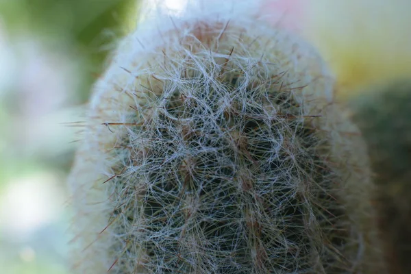 Beleza Floral Plantas Com Espinhos Bela Visão Macro Cacto Flores — Fotografia de Stock