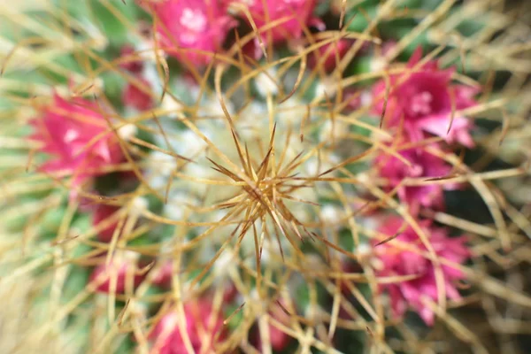Belleza Floral Las Plantas Con Espinas Hermoso Cactus Macro Vista — Foto de Stock