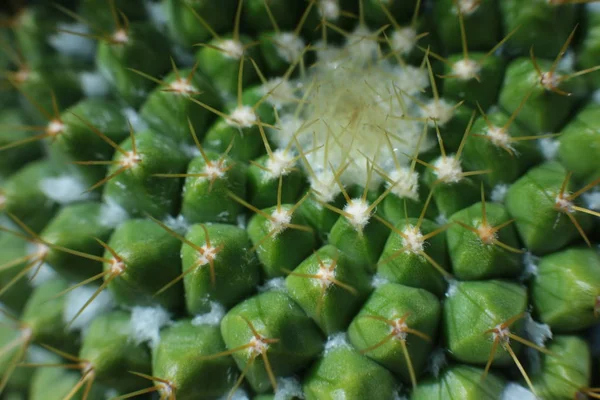 Blommig Skönhet Växter Med Taggar Vacker Kaktus Makro Syn Blommor — Stockfoto
