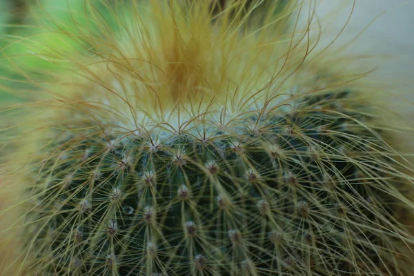 Bellezza Floreale Piante Con Spine Bella Vista Macro Cactus Fiori — Foto Stock