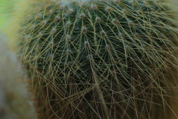Kwiatowe Piękno Roślin Cierniami Piękny Makro Widok Kaktusa Kwiaty — Zdjęcie stockowe