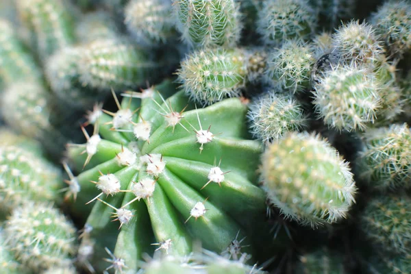 Beleza Floral Plantas Com Espinhos Bela Visão Macro Cacto Flores — Fotografia de Stock