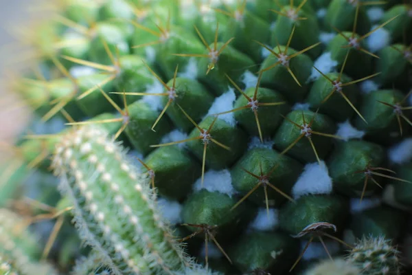 Blommig Skönhet Växter Med Taggar Vacker Kaktus Makro Syn Blommor — Stockfoto