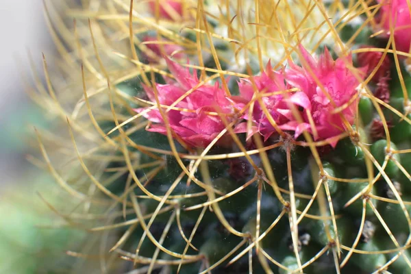 Blommig Skönhet Växter Med Taggar Vacker Kaktus Makro Syn Blommor — Stockfoto